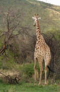 giraffe (15)